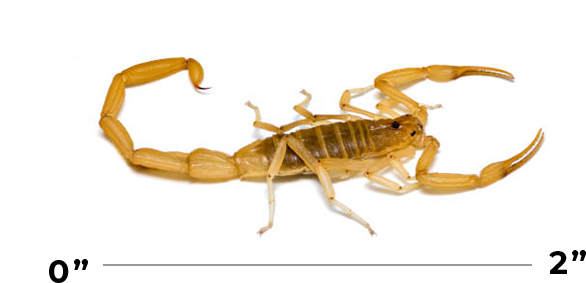 Bark Scorpion Visual