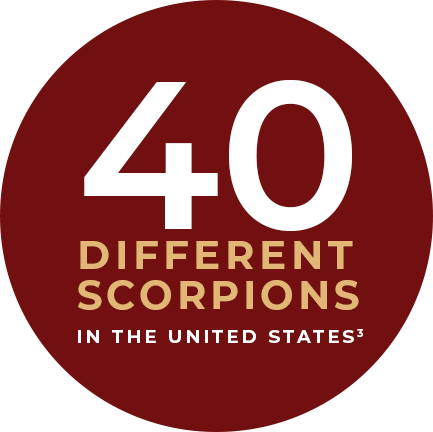 40 different scorpions in the united states